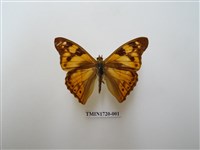 藏品(武鎧蛺蝶)的圖片